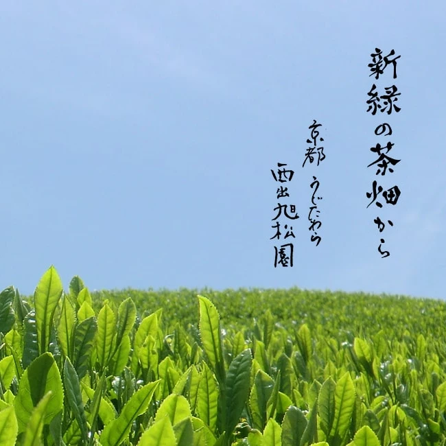 Церемониальные класс удзи Kyoto Японский Матча зеленый чай оптовая продажа