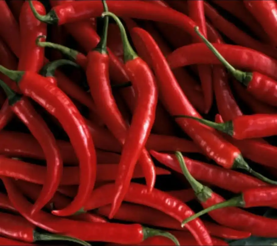 Hight Quality Red Chili Hot Pepper Fresh and Dried Spicy Sale Export Origin Thailand