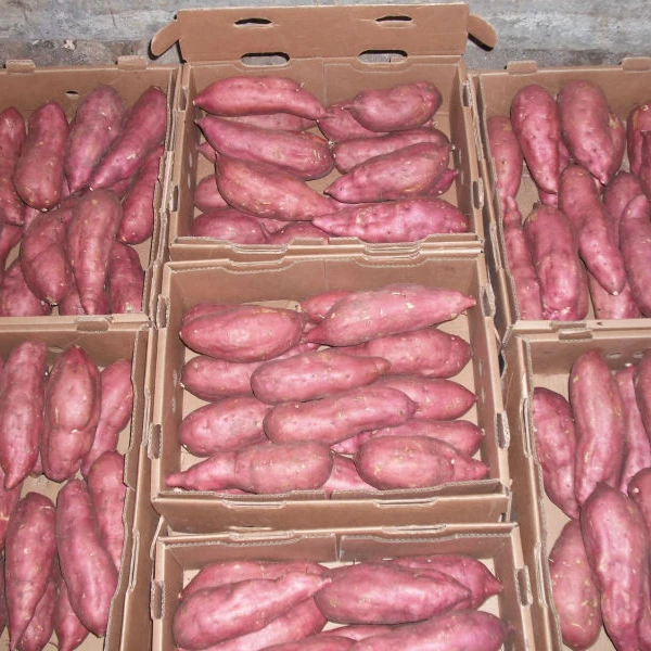  Новый Урожай красный свежий сладкий картофель