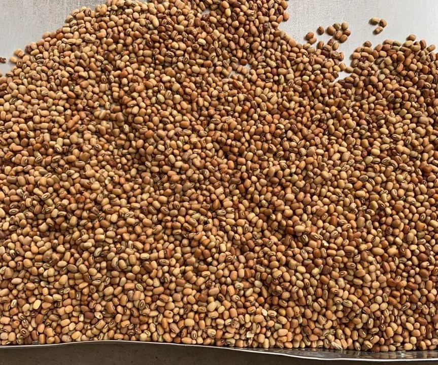 
Cow peas high quality black eyed beans sortex quality cow peas india origin 
