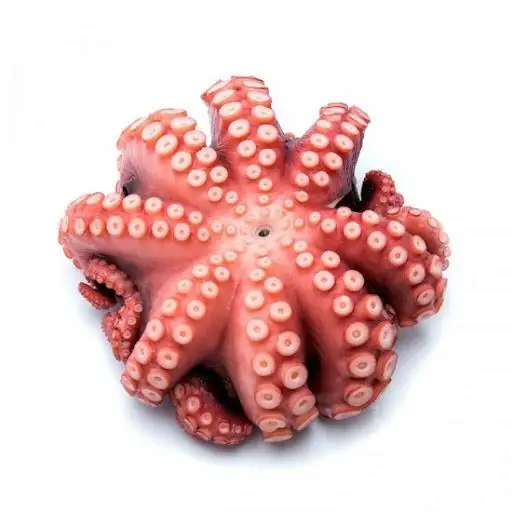 Competitive Price Frozen Octopus Seafood