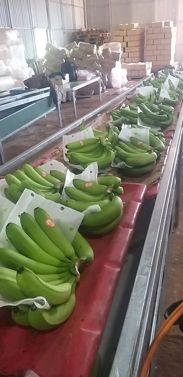 Viet Nam Supplier Organic VIETGAP Certification Green Fresh Cavendish Banana Fruit From