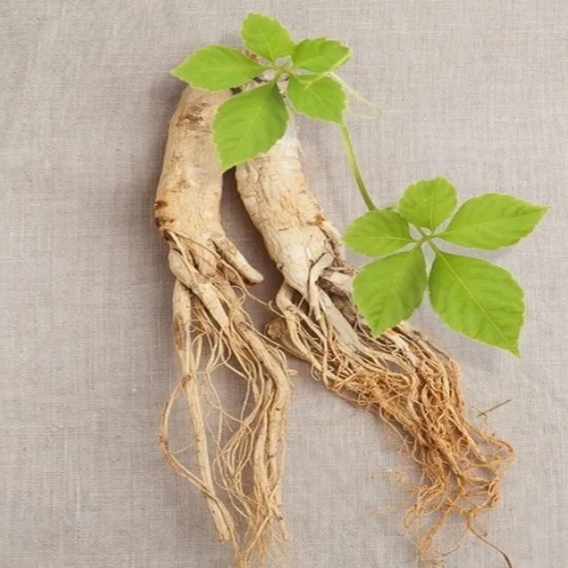 [the SAEM] Sooyeran Wild Ginseng Capsule Cream Korean skincare