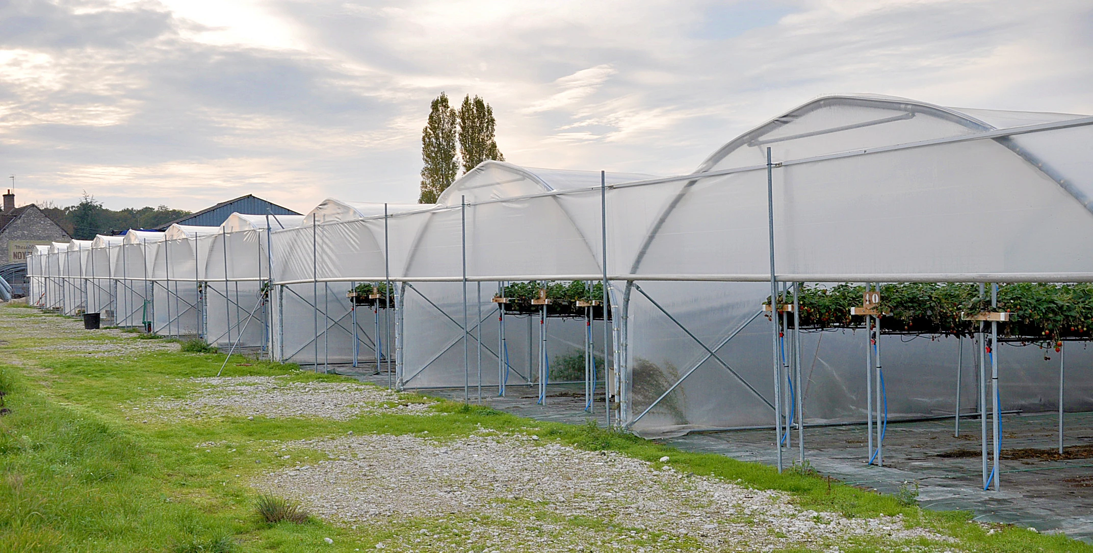 High Tunnel Column Greenhouse Plastic Film Greenhouse
