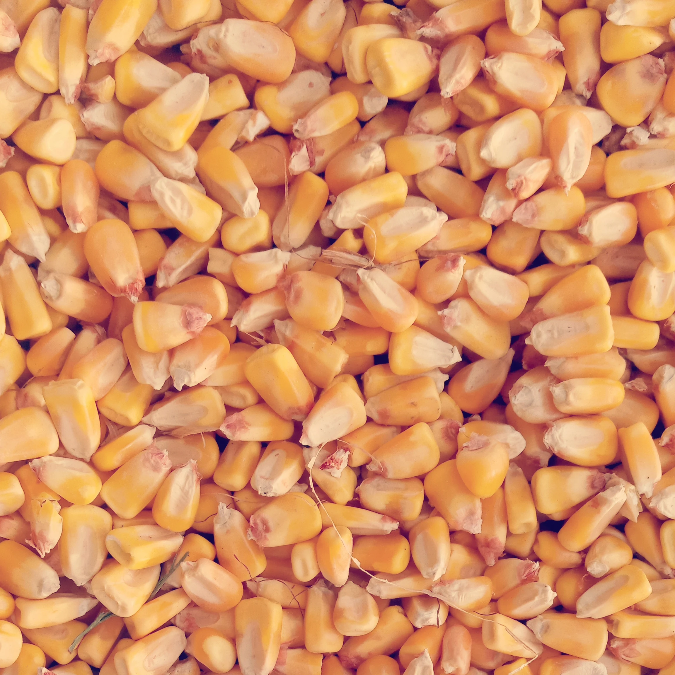 
 Желтая Кукуруза/кукуруза  