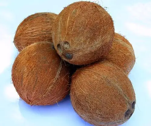 Coconut Matured.jpg