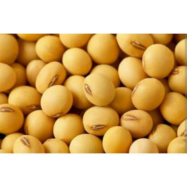 yellow soybean  6.jpg