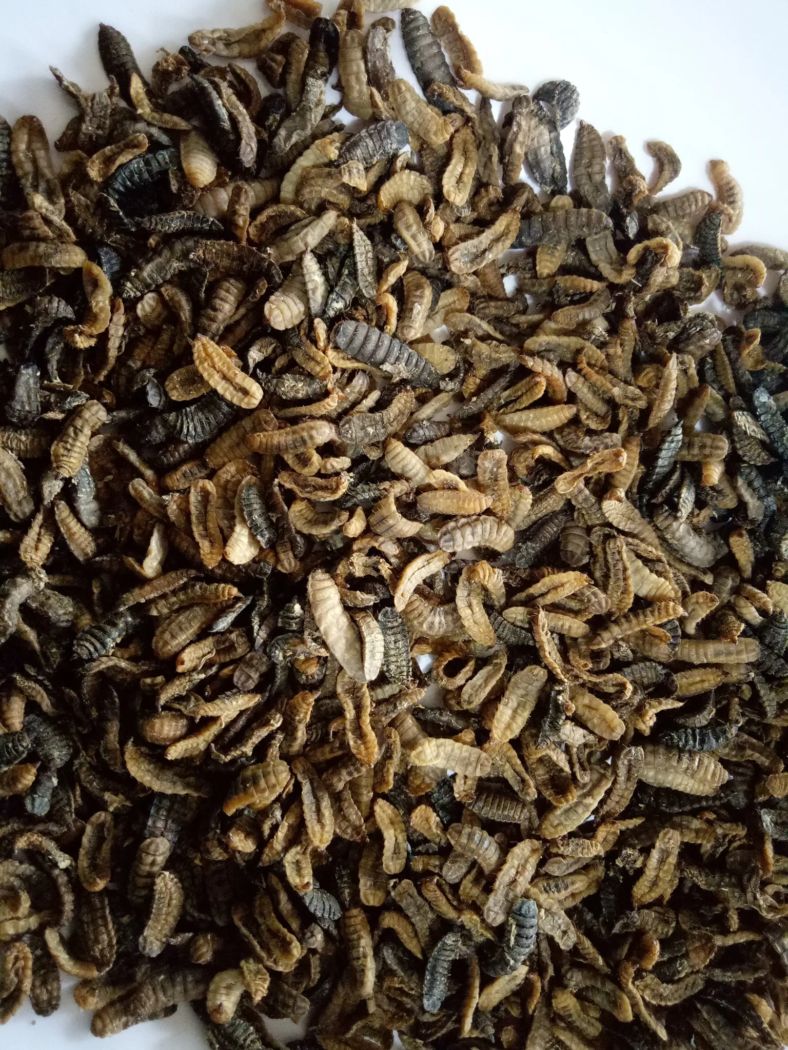  Сушеные Желтые мелкие черви корм для птиц // Ms Sofia + 84 789946878