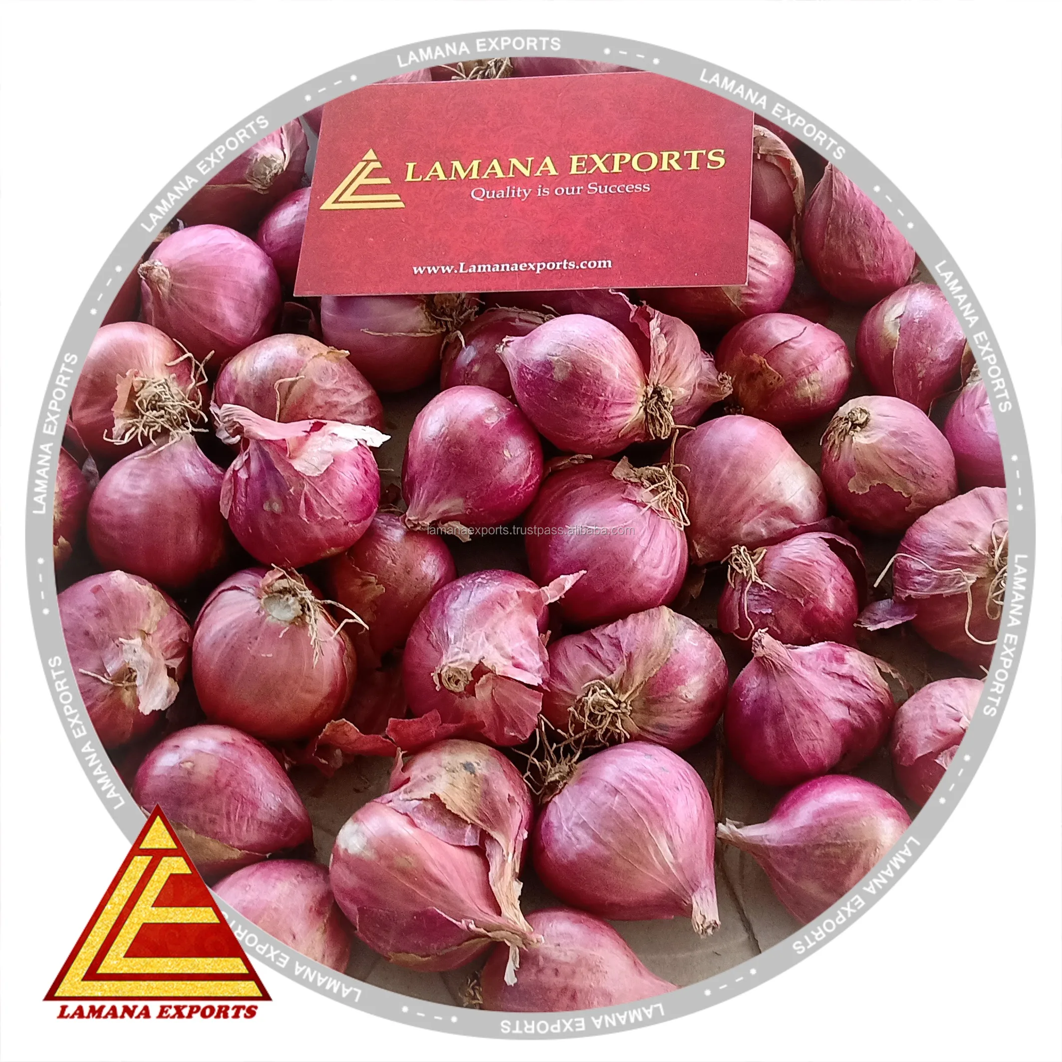 Shallots- Onion Fresh Shallots Podisu Malaysia Non-peeled Common Round Liliaceous Vegetables Liliaceous Vegetabless