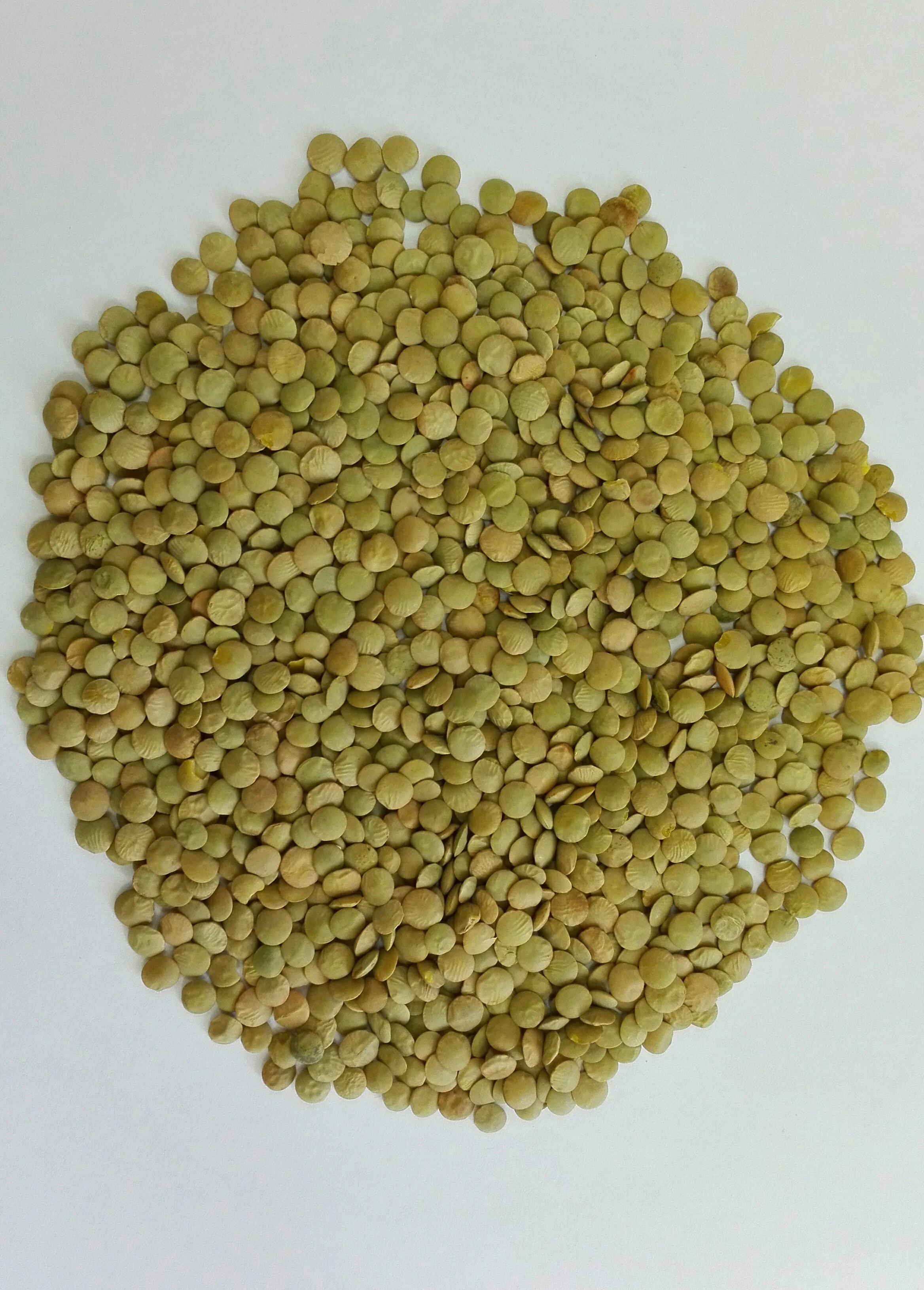 
Green Organic Lentil 
