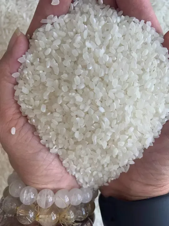 Orsafarm Specialty Japanese Japonica Seed Rice (5kg) Round Rice High Protein Japonica Rice Short Grain for Sushi