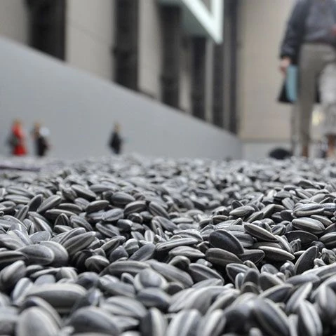 New Crop Sunflower Seed/ Sunflower Seeds /sunflower seeds for human consumption world wide delivery available at low cost place