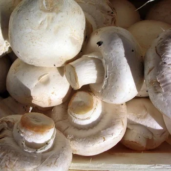 
Organic mushroom green shiitake mushroom for dish dried shiitake 