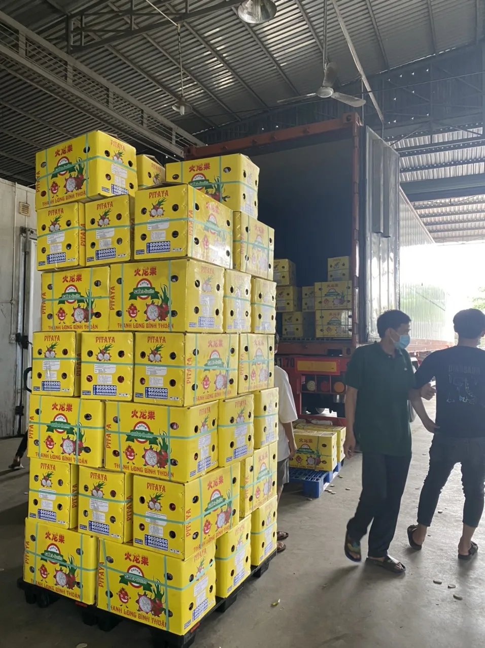 Guranteed Premium Red/White Fresh Dragon Fruit High Quality Dragon Fruit Specially Export to China Best Dragon Fruit Vietnam