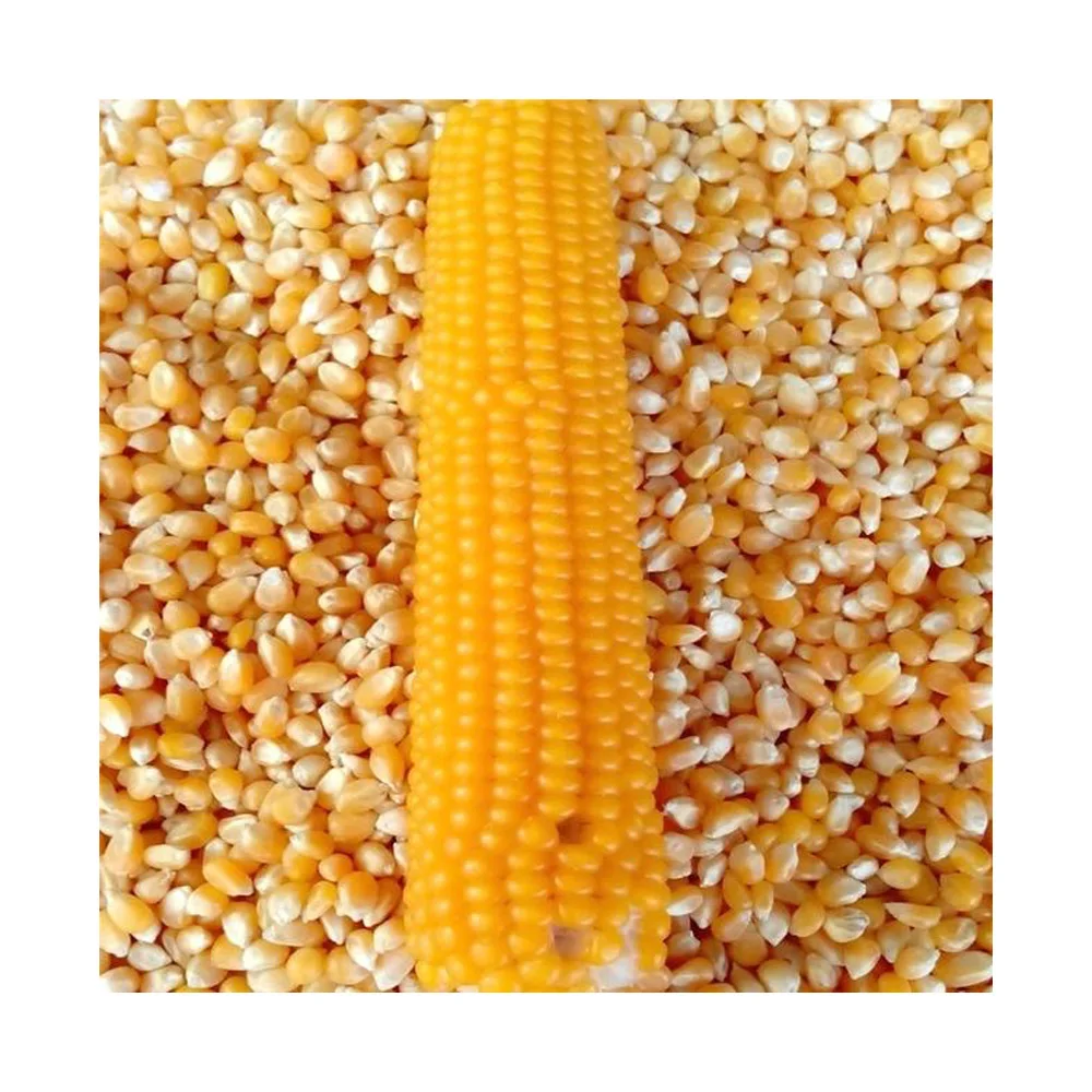 Dried Grade 2 Yellow Maize/Corn, Non-GMO, Fit for Human Consumption and Animal Feed, Origin