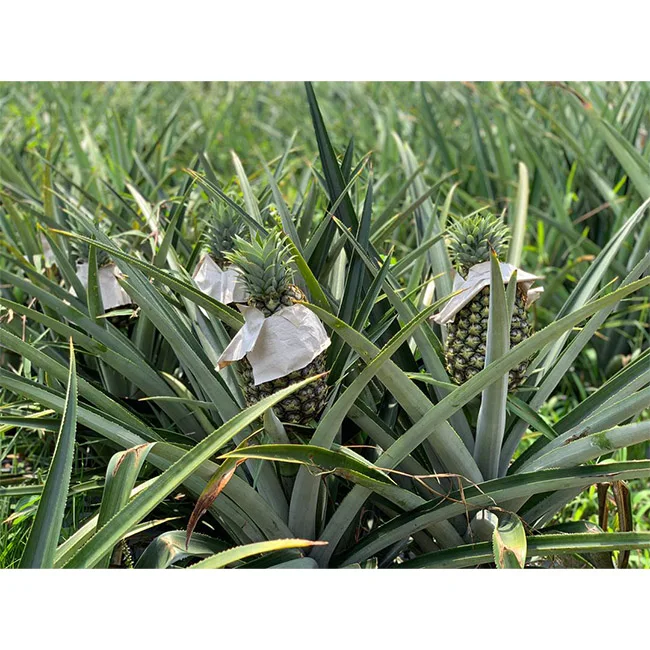 Распродажа свежих и сладких ананасов лучше всего подходит для фруктов салата пиццы гамбургеров можно использовать консервированных