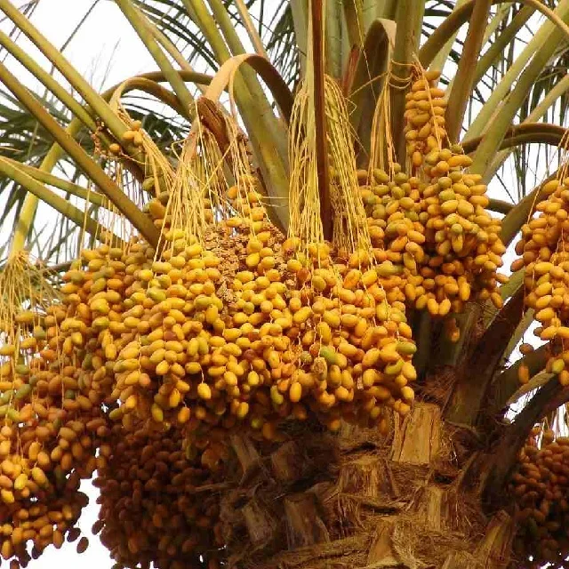 Phoenix dactylifera Arab Khajoor Premium Barhee Date Fruit Tree Plant