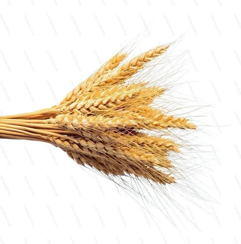 Wheat Plant Soft and Hard Grains / Premium Quality