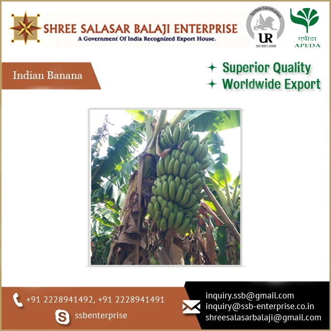 Supplier of Premium Quality Fresh Green Colored Organic Cavendish Bananas for Universal Buyers