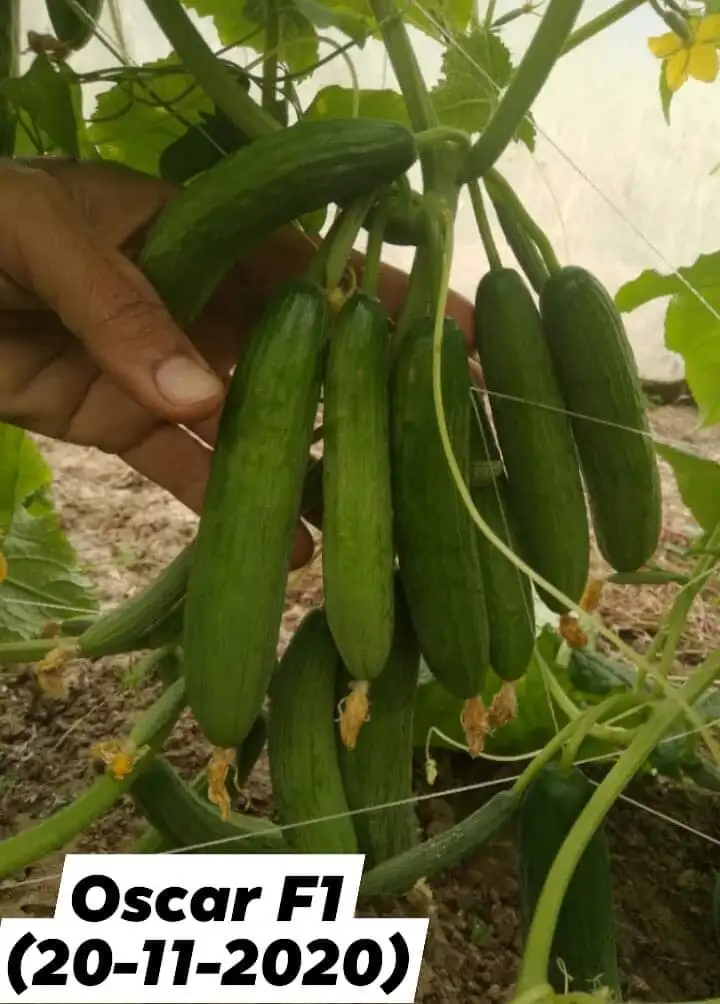 
GREEN HOUSE /OPEN FIELD NEW VARIETY FOR TANZANIA 