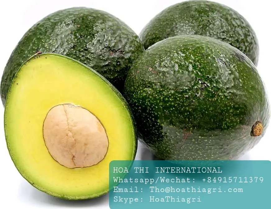 Fuerte Type Common Cultivation Type Vietnam Fresh Avocado For US, EU, ASIA, Market With Standard Quality And Competitive Price