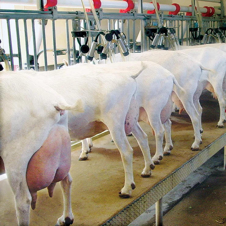 
Saanen Goat : DAIRY MILKING SAANEN/ALPINE/BOER GOATS FOR SALE 