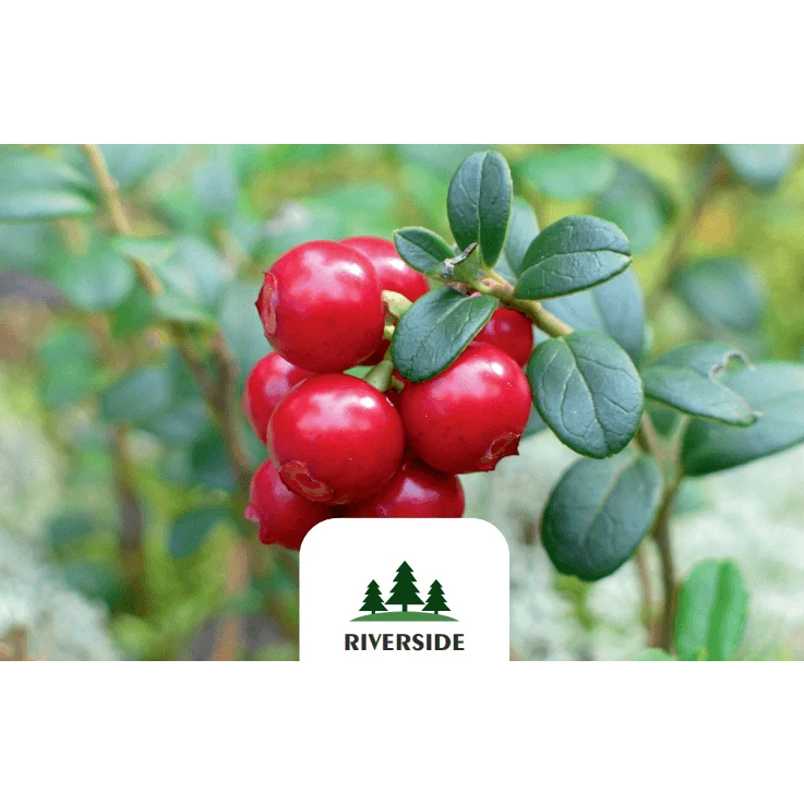 Plastic Trays GOST Standard Prepackage Fresh / Frozen Red berry With Useful Properties For the Human Body