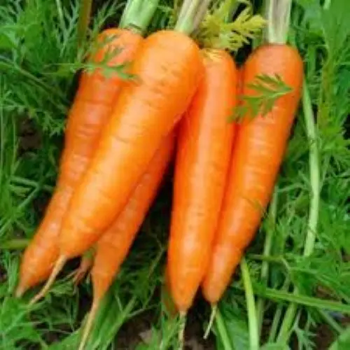 
Long Orange Organic Fresh Carrots 