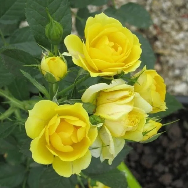 wholesales fresh real long lasting Yellow natural bright color Rosa rosaceae Asian multi shade Button Rose Fresh loose Flowers