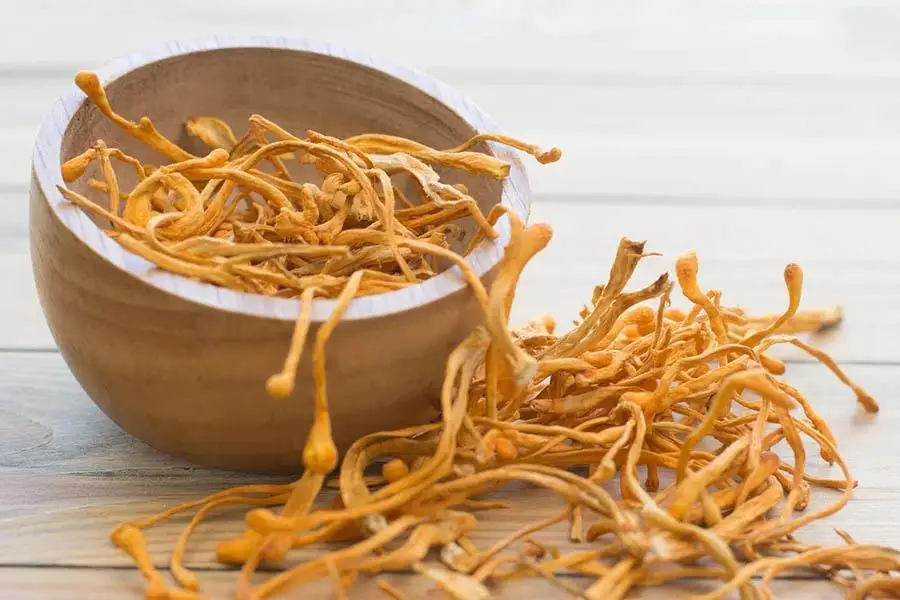 Cordyceps Militaris Healthy Product 100% Natural High Quality Product