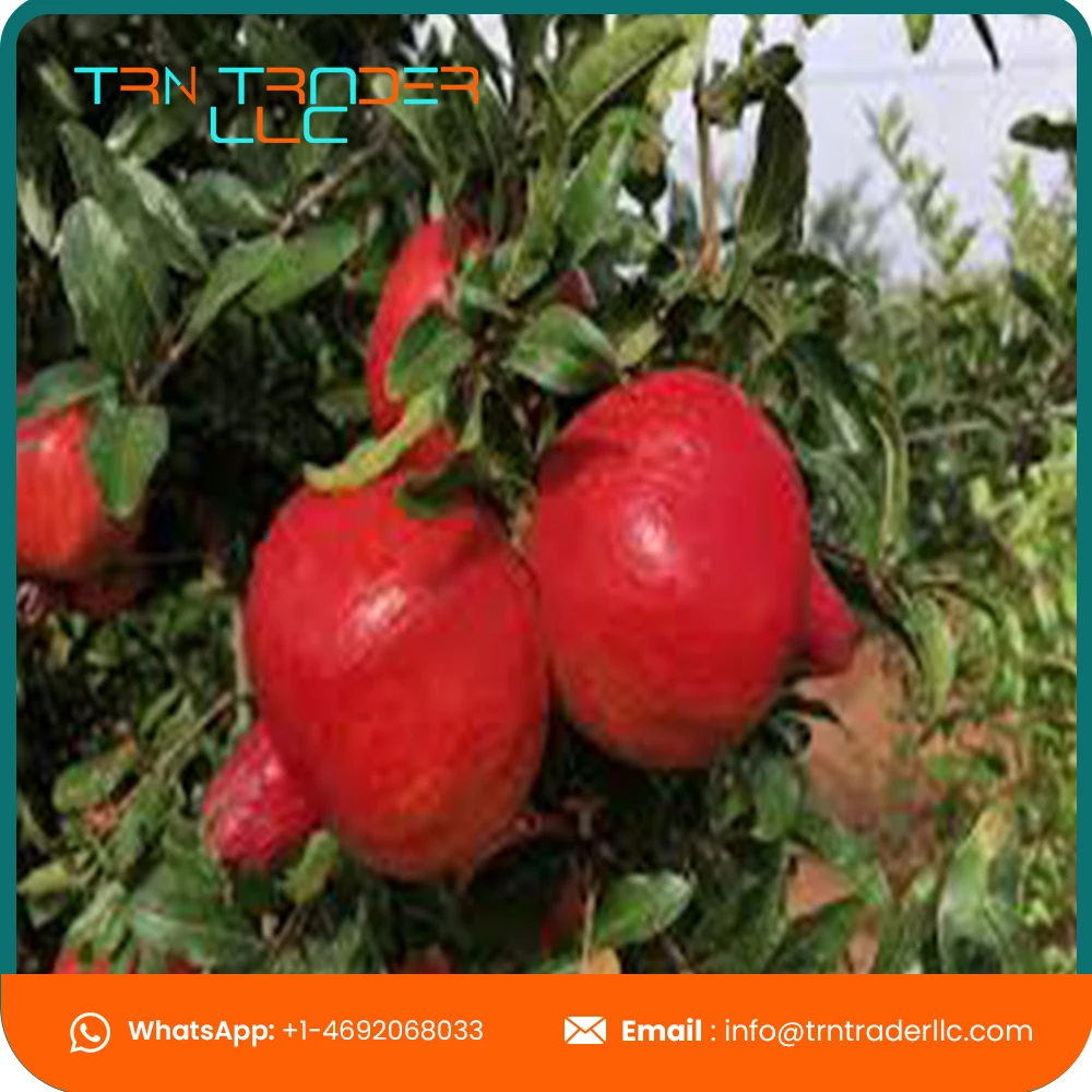 Outstanding Quality Natural Organic Sweet Pomegranate Fruits Supplier
