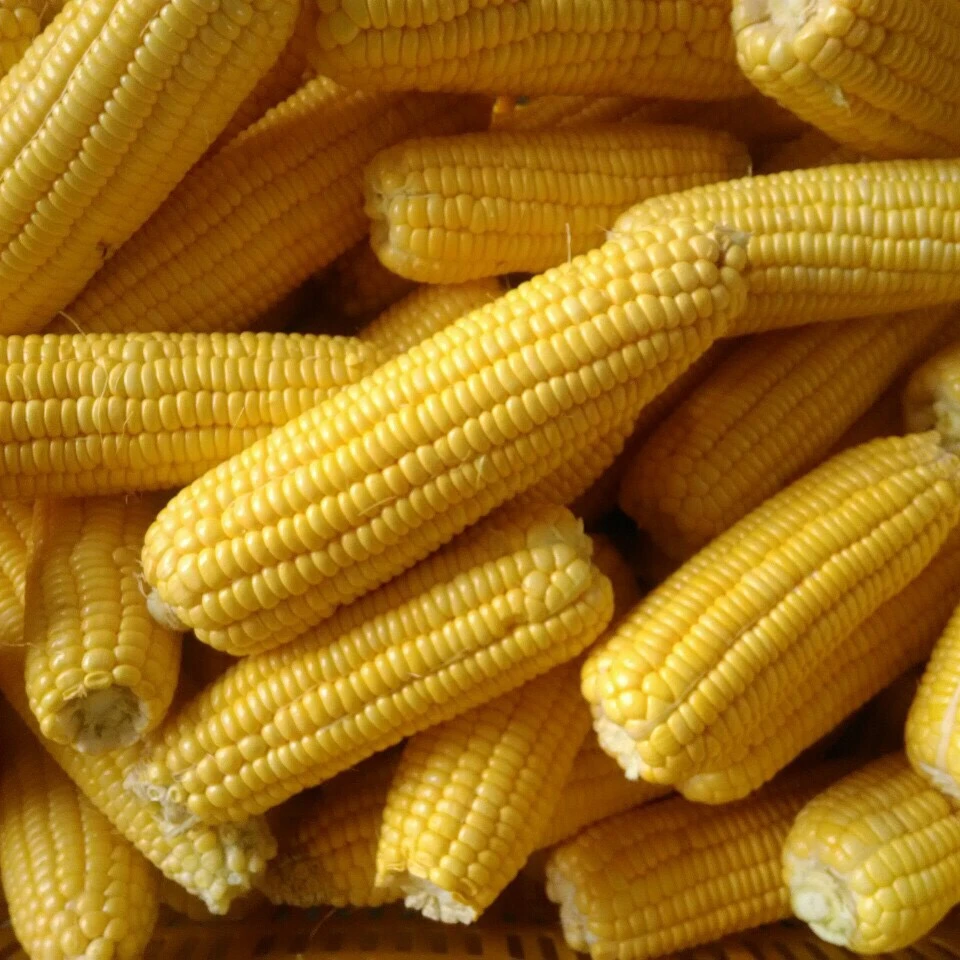 VIETNAM FROZEN WHOLE KERNEL SWEET CORN COBS FOR SALE - CHOICE QUALITY GRADE, ISO, HACCP CERTIFICATES, OEM PACKING PRIVATE BRAND