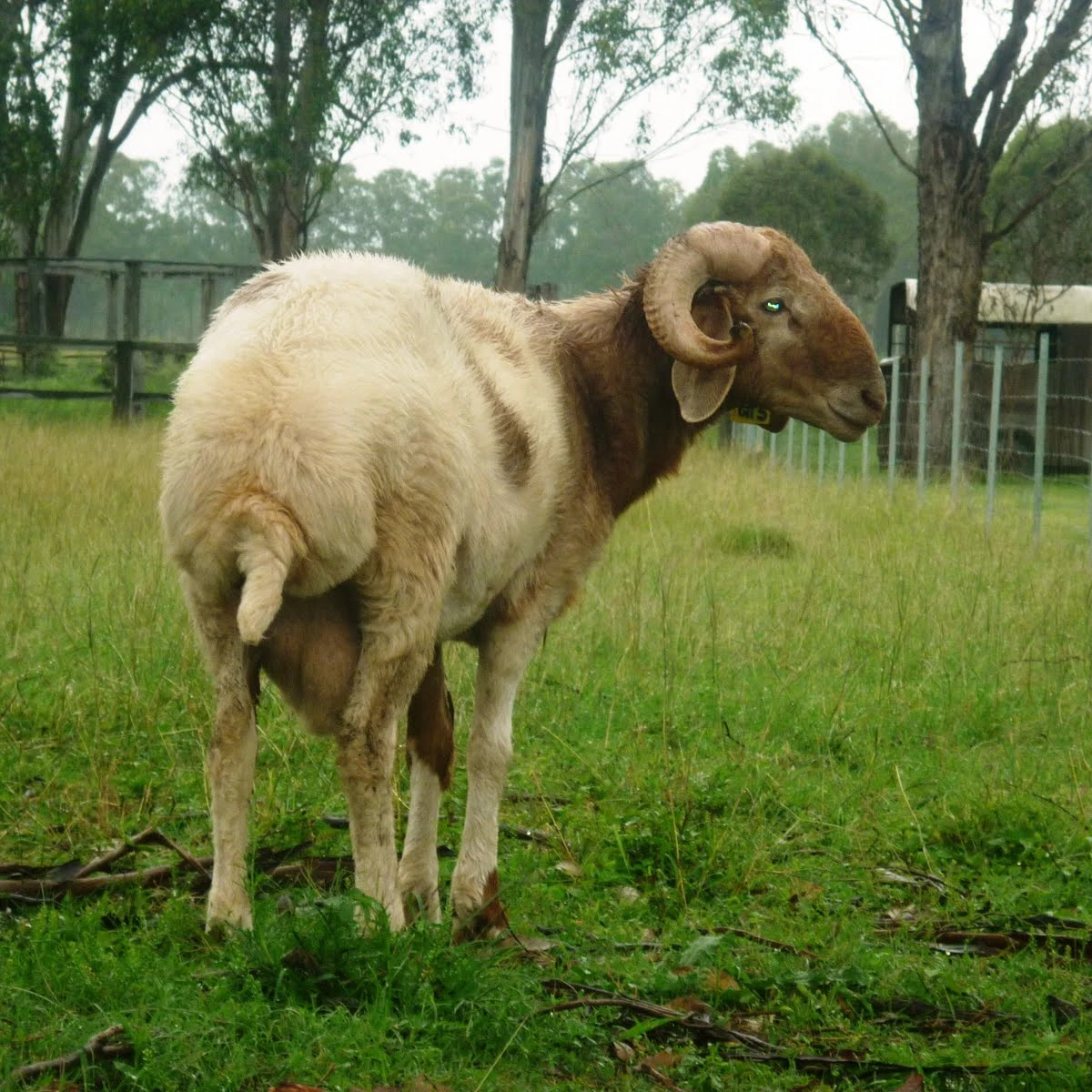 
Strong Healthy Live Fat Tail Awassi sheep for sale 