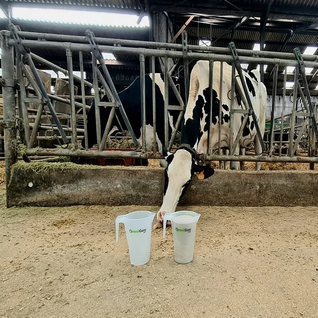 Healthy Live Dairy Cows/Pregnant Jersey Cows