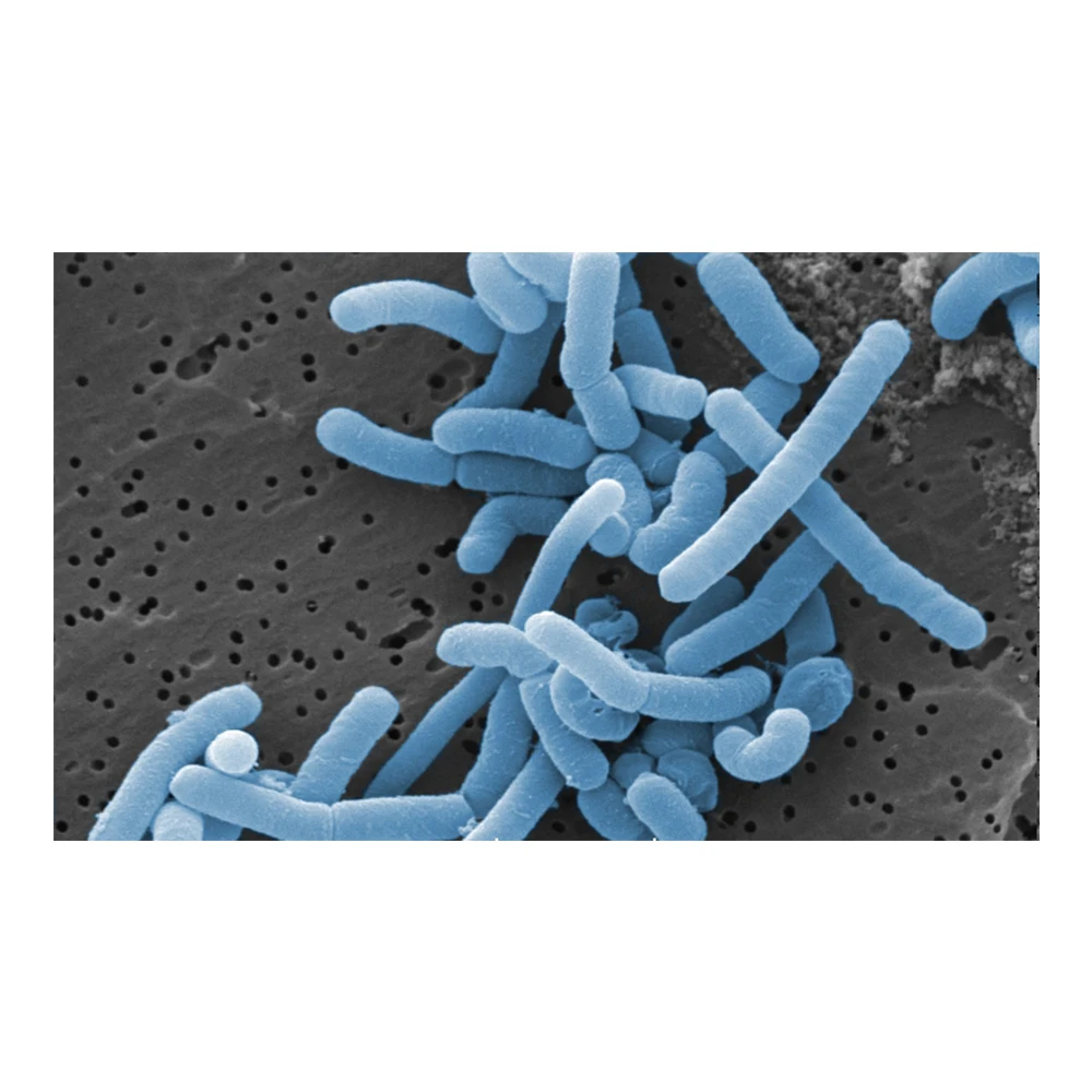 
Factory Supply Feed Additives Lactobacillus Paracasei Probiotics - Zealmax Biopharma 