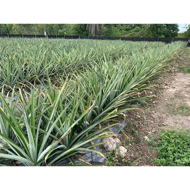 Ананас высшего качества ананас MD2 свежий сочный без сахара тропический по лучшей цене