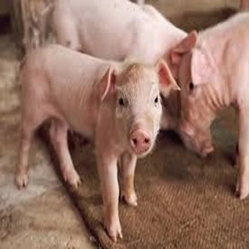 ANIMAL FEED PKE PALM KERNEL EXPELLER/CAKE ANIMAL FEED MAKING MACHINE CHICKEN, PIG, BOAR, COW, GOAT  IN Cenxi GUANGXI CHINA