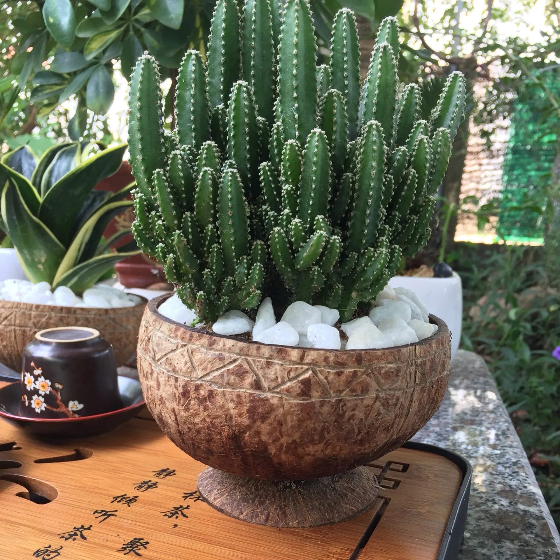 Creative Coconut Shell Hanging Basket Coconut Flower Pot Balcony Decoration