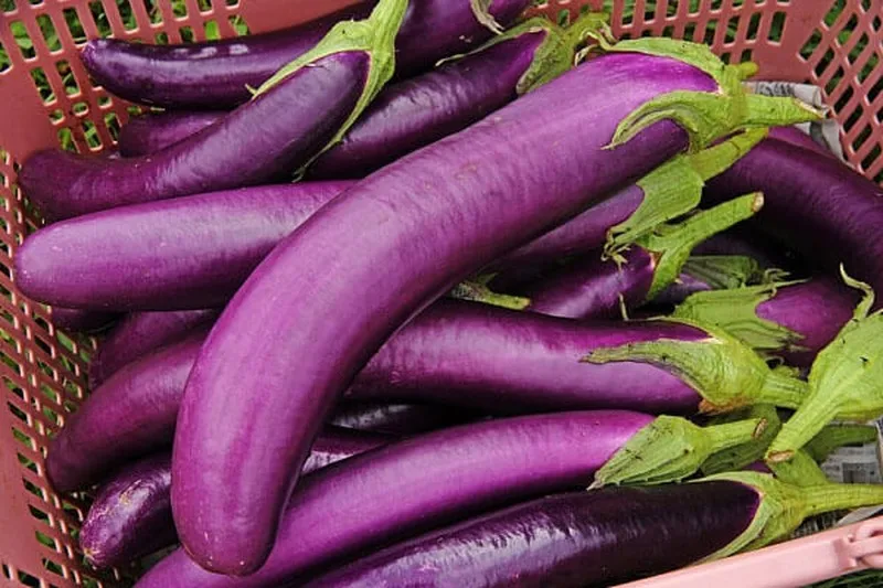 
HIGH QUALITY FRESH PURPLE EGGPLANT VIETNAM EXPORTING [Edna +84 919 04 5050] 