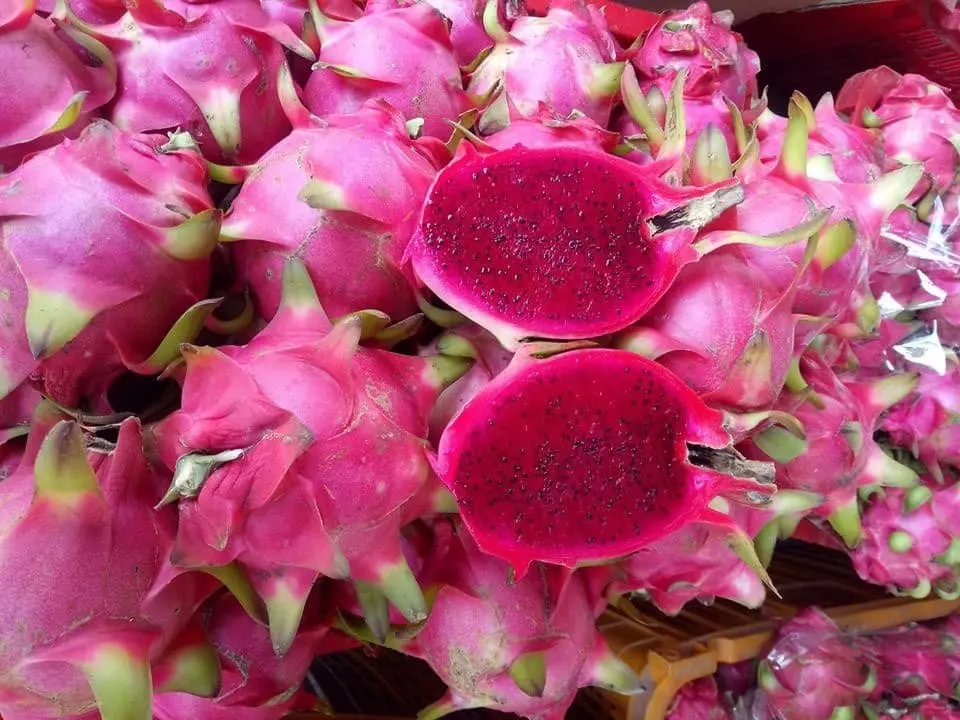 Growing dragon fruit seeds  -  Dragon fruit VietNam -  Natural Sweet Taste  with LC/TT at sight