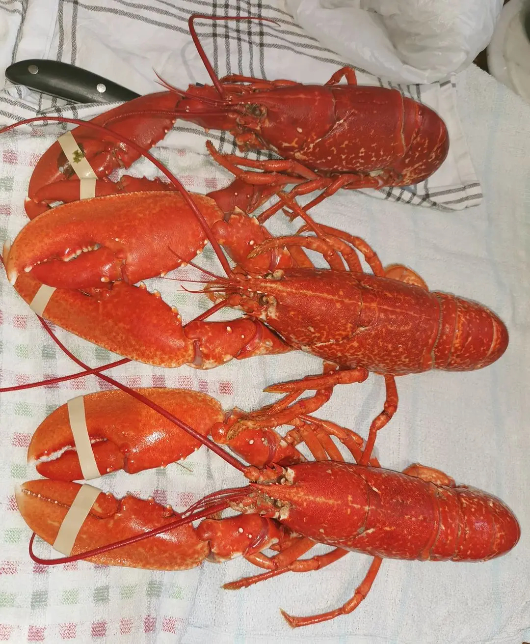 Top Quality Pacific Canadian Red Lobsters