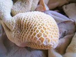 ORGANIC FRESH FROZEN PROCESSING BEEF TRIPE FROZEN BEEF HONEYCOMB TRIPE HIGH QUALITY A GRADE 20 KG BOX ORIGIN MONTENEGRO