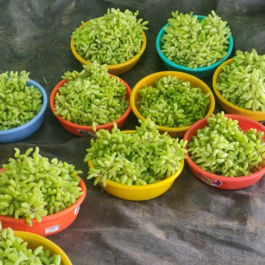 Premium fresh Sonaka grapes from India