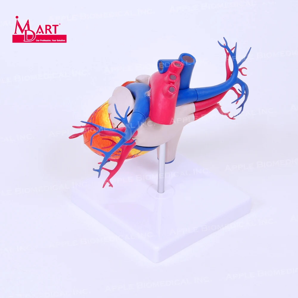 Артерия и венозная модель сердца с открытой камерой для модели человеческих органов