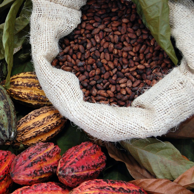 
High grade Organic Cocoa Beans for Sale in Bulk 