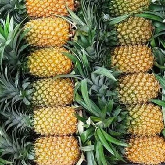 Лучший продукт 2022 ананас MD2 экспортного качества Лучшая цена с очень сладким во