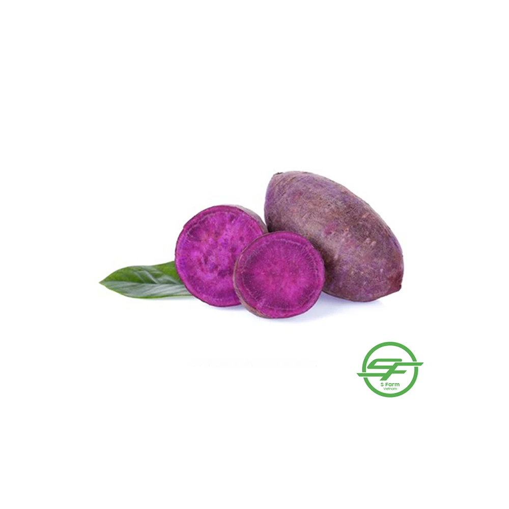 Export European market fresh sweet purple potato