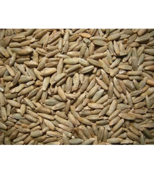 
High Quality Hot Seller Ukraine organic rye grain in bulk for sale 
