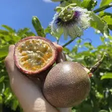 High Quality Delicious Sweet Fresh Passion Fruits For Export From Vietnam