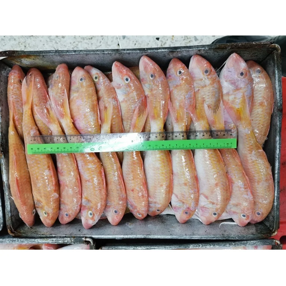 Malaysia High Quality Top Grade Natural Frozen Seafood Whole Round Red Mullet Goat Fish